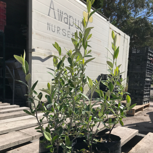 Corokia Emerald Jade